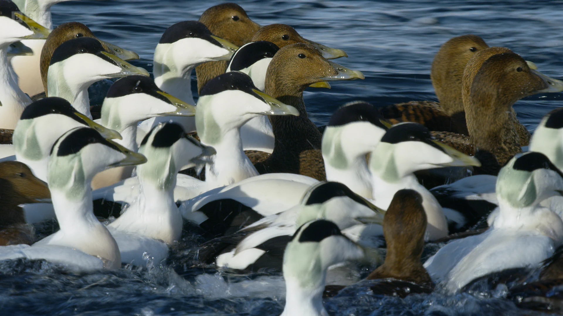 Common eider (Somateria mollissima) as shown in A Perfect Planet - Oceans
